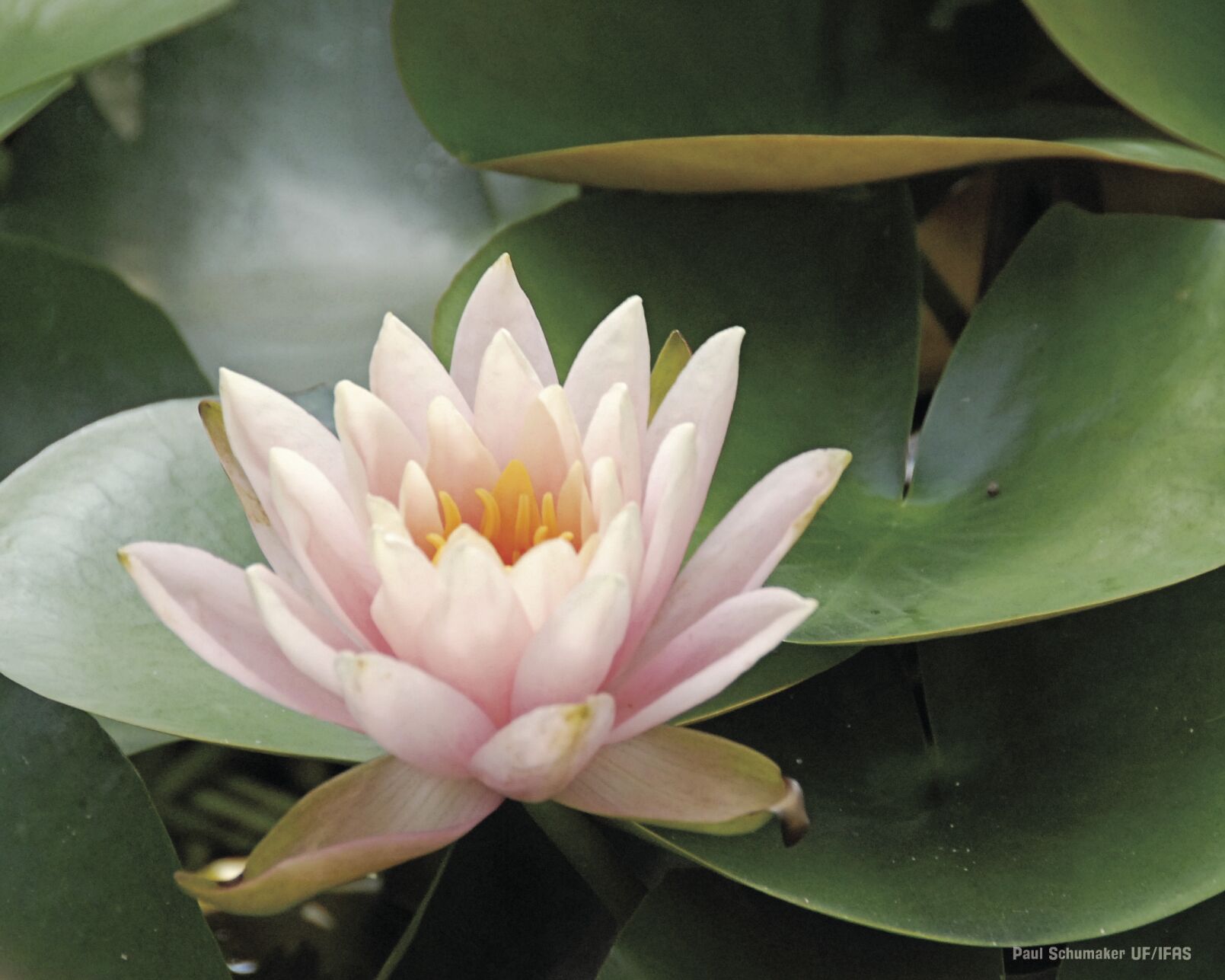 Water Lily